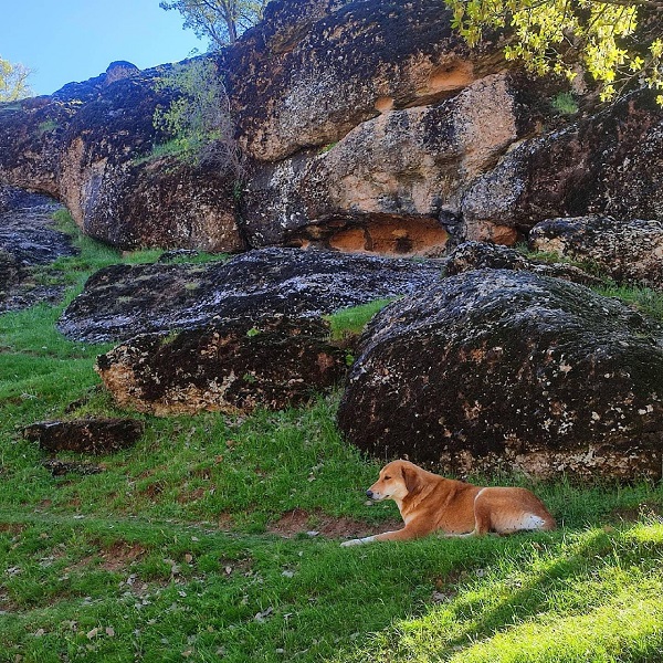 سگ زیبا و مخمل کوه