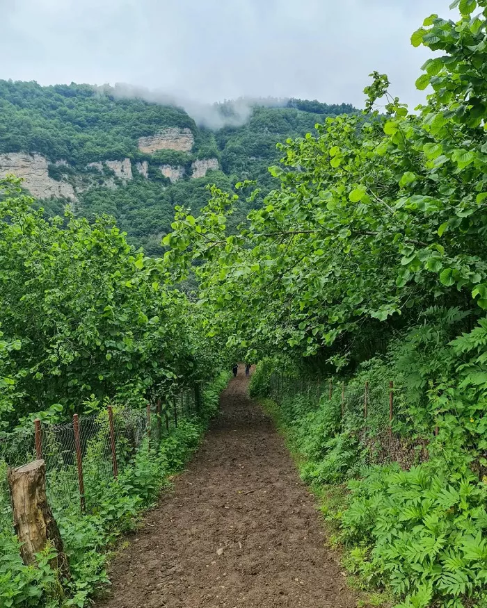 جنگل های حوالی آبشار میلاش رودسر 