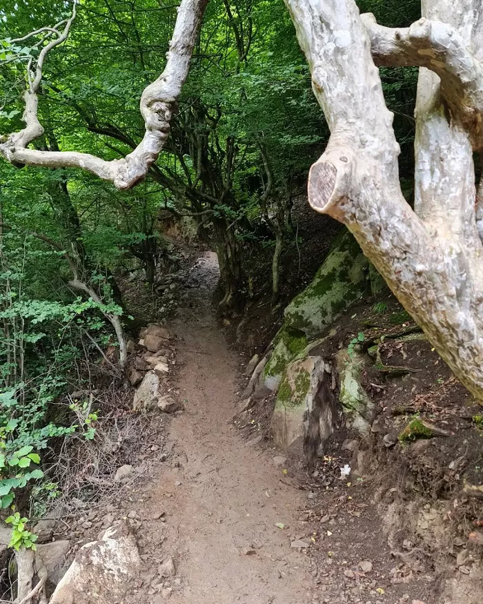 جنگل اطراف آبشار میلاش رودسر