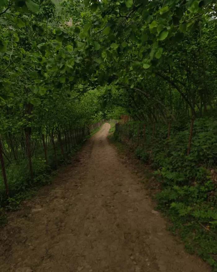 مسیر آبشار میلاش رودسر