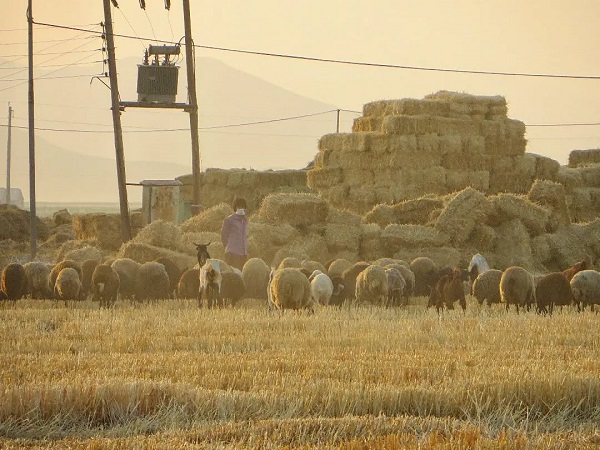 کشاورزی روستای معتمد آباد