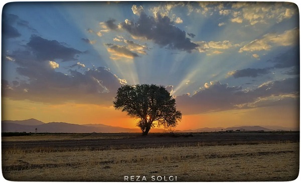 تک درخت روستای معتمد آباد